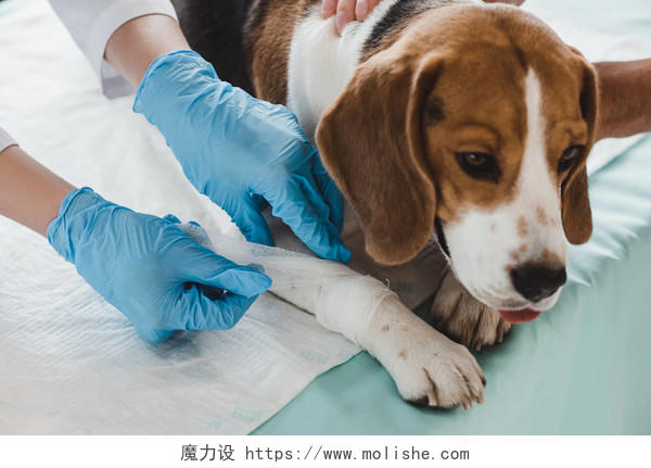 兽医在给小猎犬的爪子包扎宠物医生